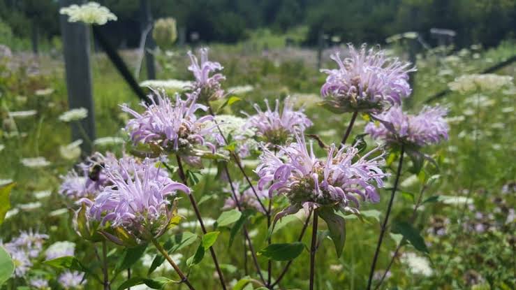 Wild Bergamot