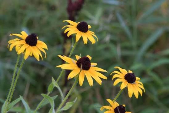 Black-eyed Susan