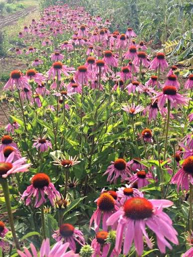 Purple Coneflower